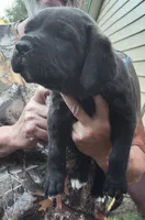 Chocolate , a female Cane Corso for sale in Nunica, MI – 3 of 6