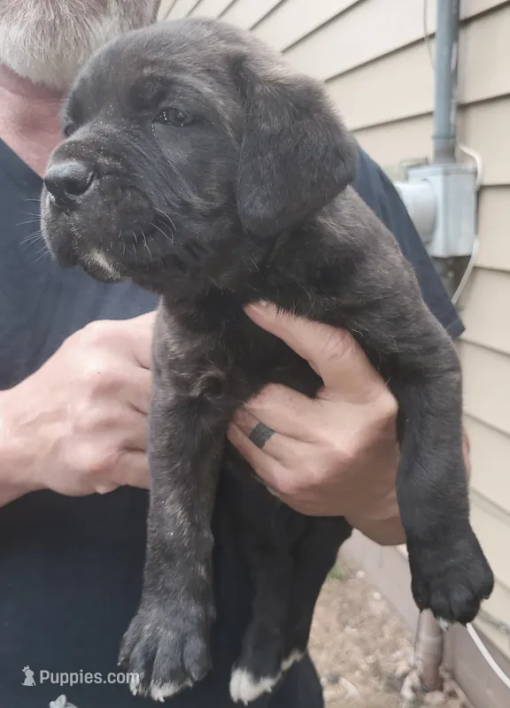 White toes – Cane Corso puppy for sale in Nunica, MI