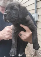 White toes, a male Cane Corso for sale in Nunica, MI – 1 of 2