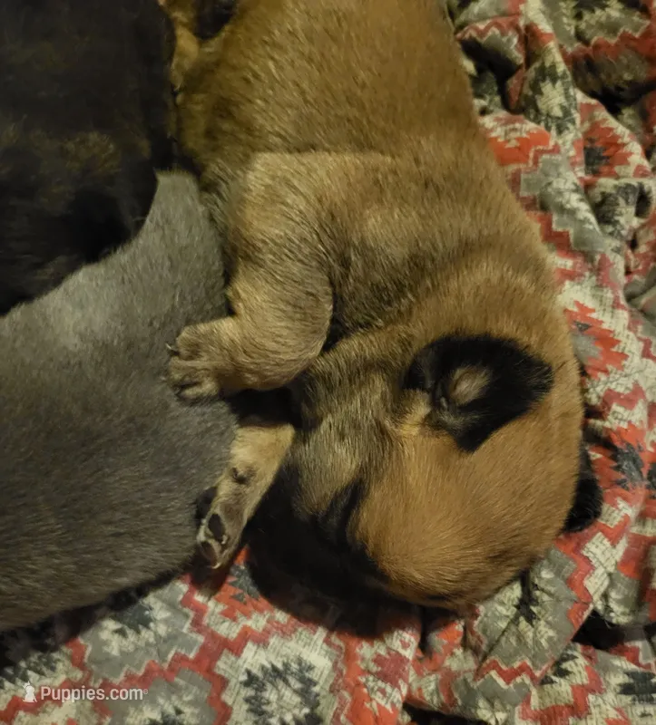 Dark Fawn  – Cane Corso puppy for sale in Nunica, MI