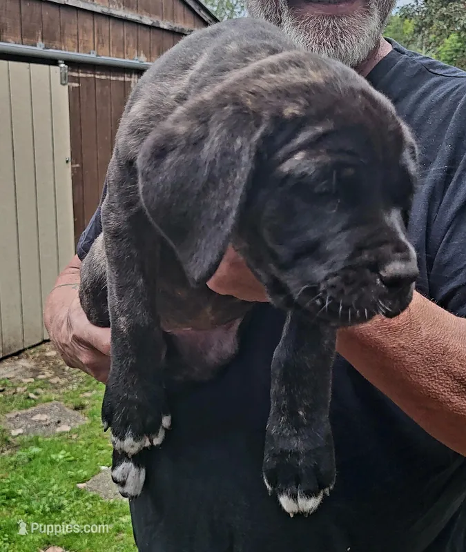 Black and brindle  – Cane Corso puppy for sale in Nunica, MI