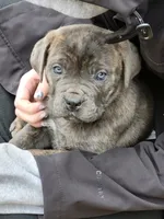 Blue, a female Cane Corso for sale in Nunica, MI – 4 of 7