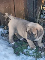 Dark Fawn , a female Cane Corso for sale in Nunica, MI – 4 of 4