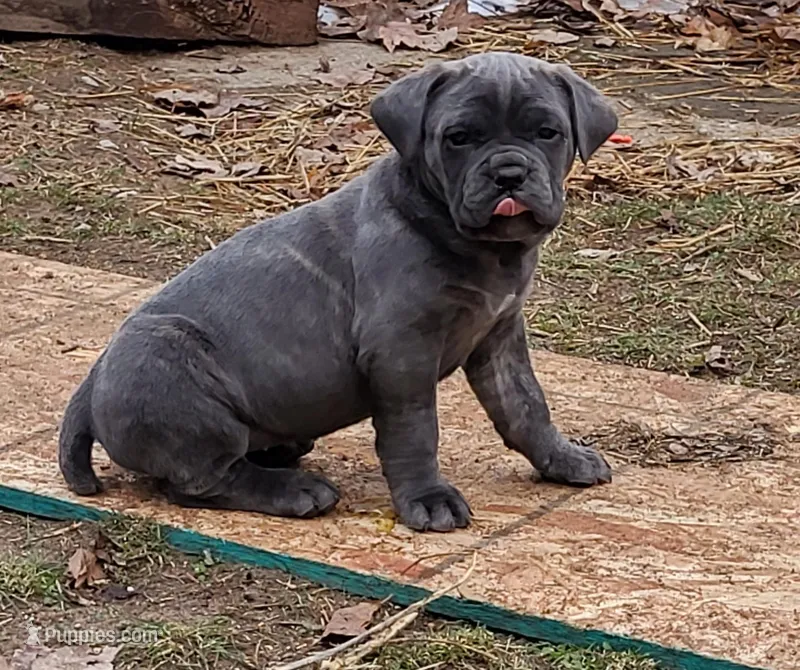 Blue, a female Cane Corso for sale in Nunica, MI – Photo 1 of 1