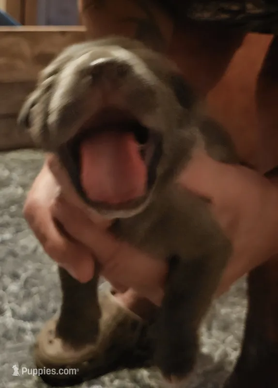 Male gray – Cane Corso puppy for sale in Nunica, MI