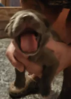 Male gray, a male Cane Corso for sale in Nunica, MI – 1 of 4