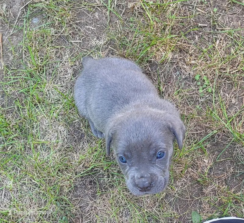 Male gray – Cane Corso puppy for sale in Nunica, MI