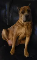 Blue, a female Cane Corso for sale in Nunica, MI – 5 of 7