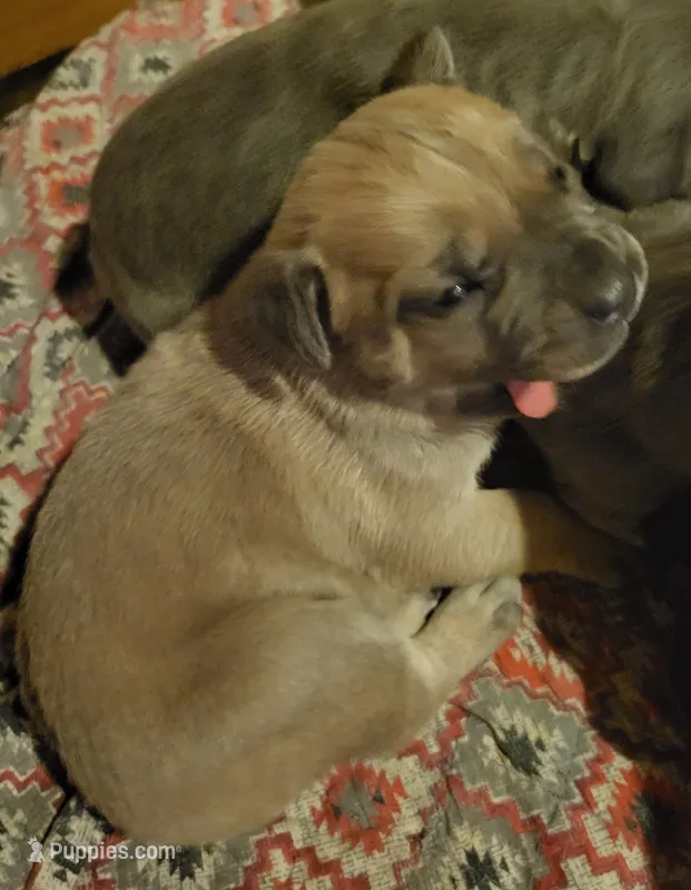 Fawn she – Cane Corso puppy for sale in Nunica, MI