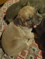 Fawn she, a female Cane Corso for sale in Nunica, MI – 2 of 3
