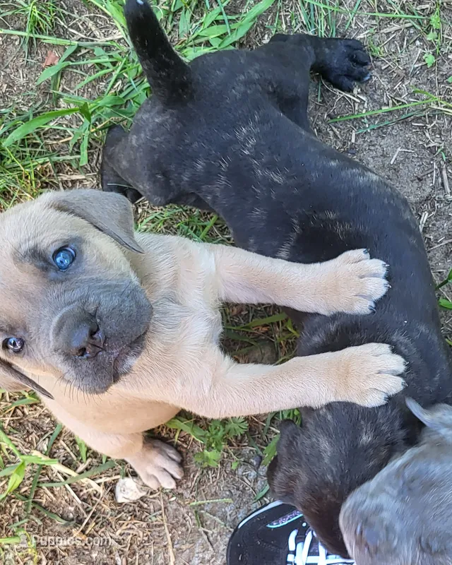 Fawn she – Cane Corso puppy for sale in Nunica, MI