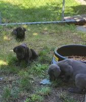 Black Brindle, a female Cane Corso for sale in Nunica, MI – 3 of 5