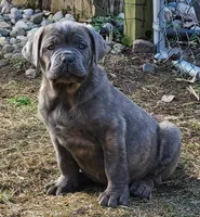 Male gray, a male Cane Corso for sale in Nunica, MI – 4 of 4