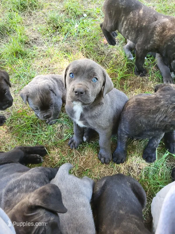 Star – Cane Corso puppy for sale in Nunica, MI