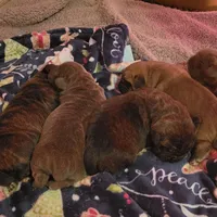 Black Brindle, a male Cane Corso for sale in Nunica, MI – Photo 1 of 4