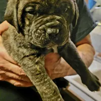 Black Brindle, a male Cane Corso for sale in Nunica, MI – Photo 4 of 4