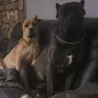 Black Brindle, a male Cane Corso for sale in Nunica, MI – Photo 3 of 4