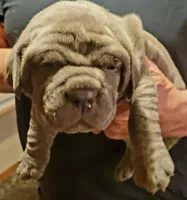 Blue, a female Cane Corso for sale in Nunica, MI – Photo 2 of 2