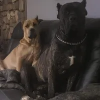 Blue, a female Cane Corso for sale in Nunica, MI – Photo 1 of 2