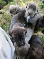 Star, a female Cane Corso for sale in Nunica, MI – 2 of 3