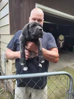Black and brindle , a male Cane Corso for sale in Nunica, MI – 5 of 7