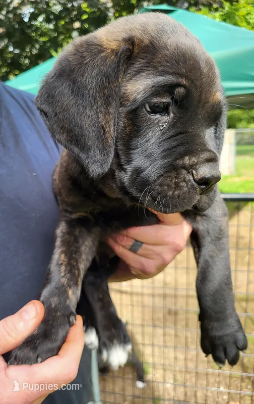 Black Brindle – Cane Corso puppy for sale in Nunica, MI