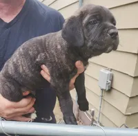 White toes, a male Cane Corso for sale in Nunica, MI – 2 of 2