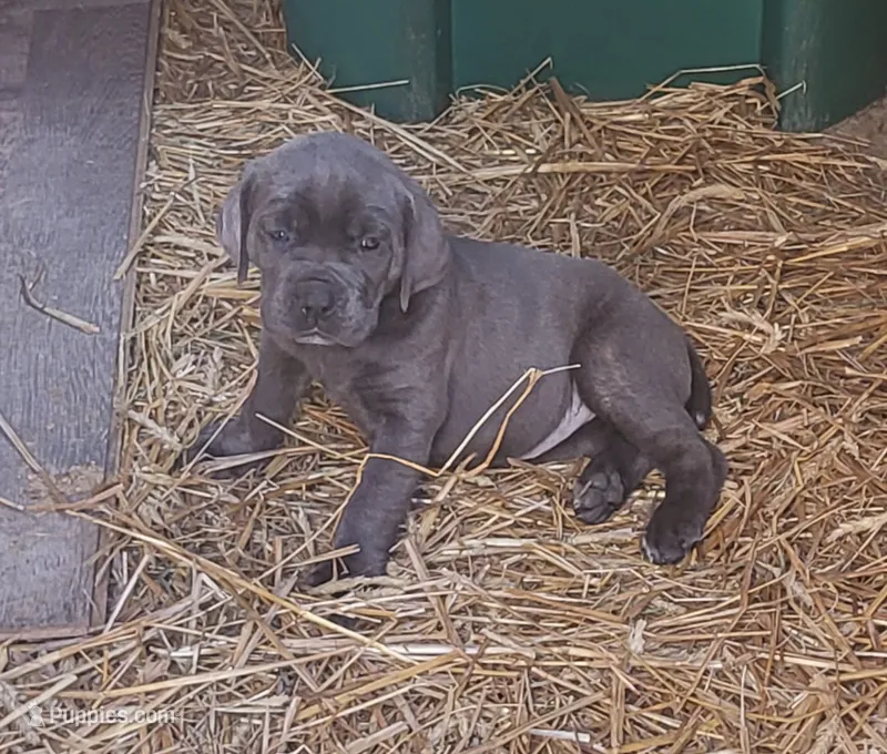 Blue – Cane Corso puppy for sale in Nunica, MI