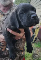 She and he, a female Cane Corso for sale in Nunica, MI – 6 of 7