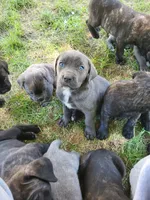 Star, a female Cane Corso for sale in Nunica, MI – 3 of 3