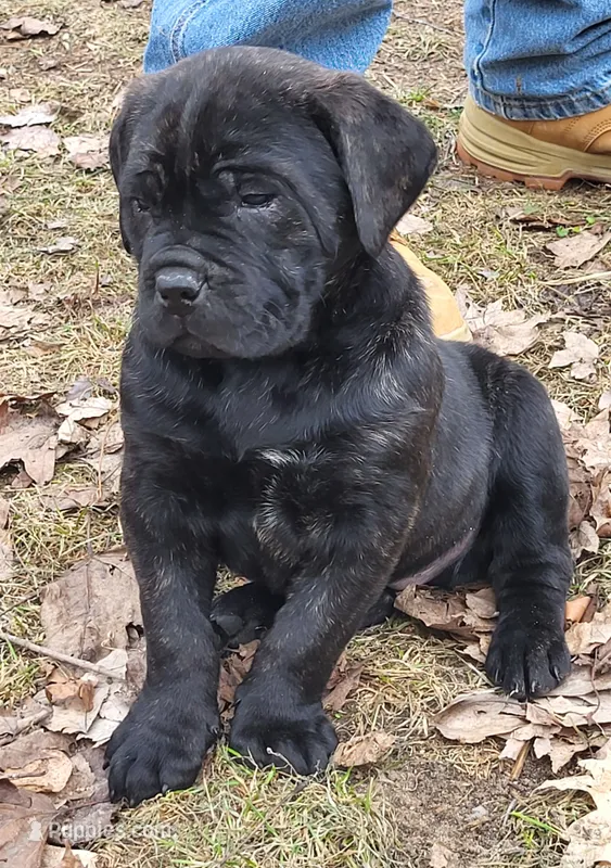 Black Brindle – Cane Corso puppy for sale in Nunica, MI