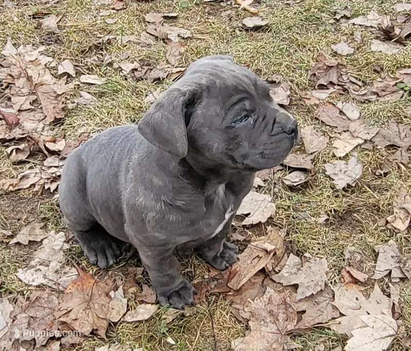 Star, a female Cane Corso for sale in Nunica, MI – Photo 1 of 1