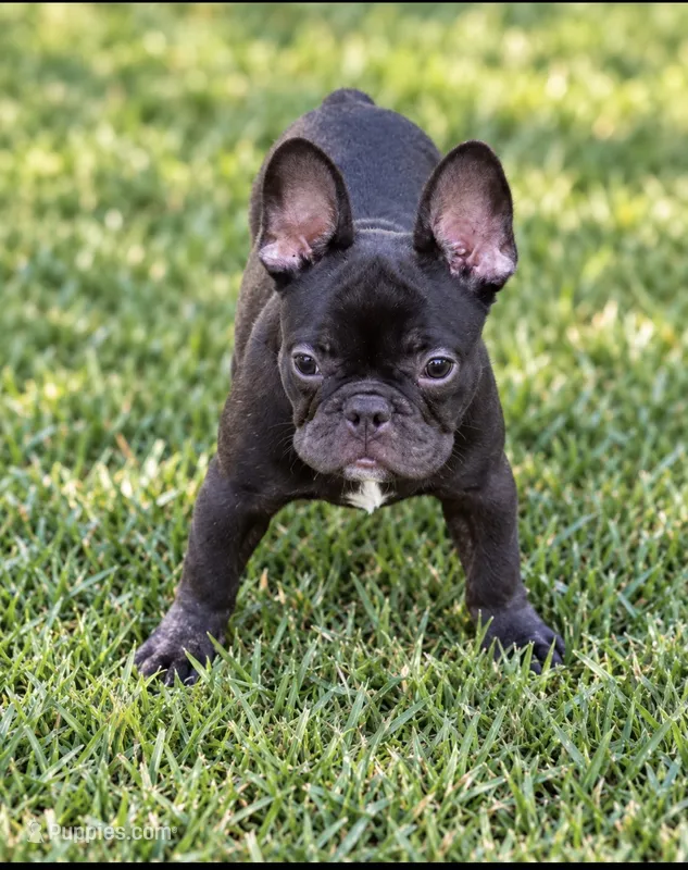 Tate’s Jasmin – French Bulldog puppy for sale in Carthage, MS