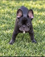Tate’s Jasmin, a female French Bulldog for sale in Carthage, MS – 1 of 1