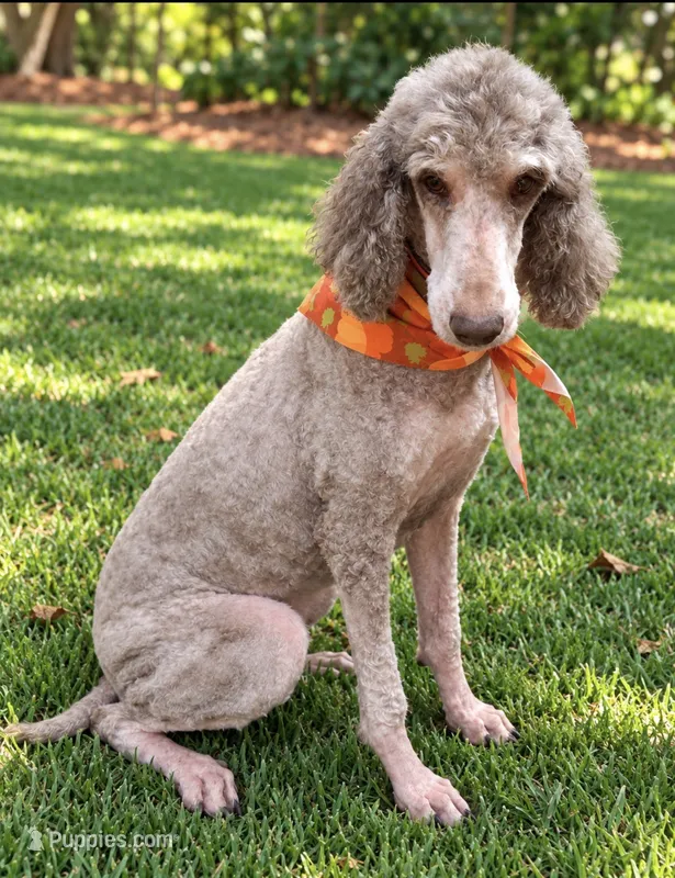 Maggie – Poodle - Standard  puppy for sale in Carthage, MS