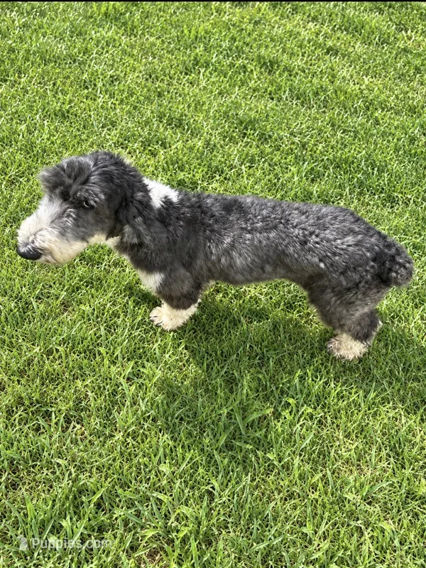 Daisey – Sheepadoodle puppy for sale in Carthage, MS
