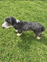 Daisey, a female Sheepadoodle for sale in Carthage, MS – 1 of 3