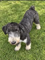 Daisey, a female Sheepadoodle for sale in Carthage, MS – 2 of 3