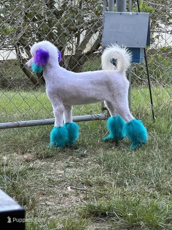 Nova – Poodle - Standard  puppy for sale in Carthage, MS