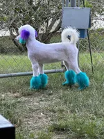 Nova, a female Poodle - Standard  for sale in Carthage, MS – 1 of 2