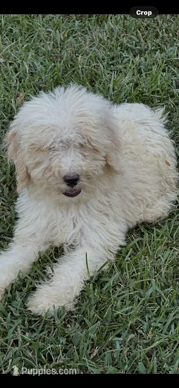 Girl 2 – Poodle - Standard  puppy for sale in Carthage, MS