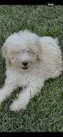 Girl 2, a female Poodle - Standard  for sale in Carthage, MS – 1 of 1