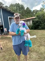 Nova, a female Poodle - Standard  for sale in Carthage, MS – 2 of 2