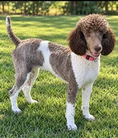 Fluffy, a female Poodle - Multi-Colored Standard for sale in Carthage, MS – 2 of 2