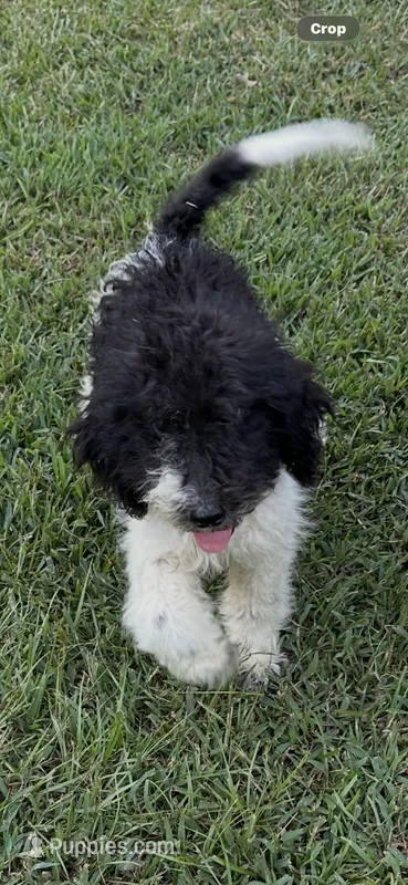 Girl 1 – Poodle - Standard  puppy for sale in Carthage, MS