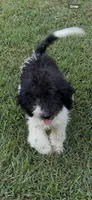 Girl 1, a female Poodle - Standard  for sale in Carthage, MS – 1 of 1