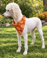 Mazzie, a female Poodle - Standard  for sale in Carthage, MS – 1 of 1