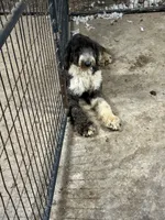 Daisey, a female Sheepadoodle for sale in Carthage, MS – 3 of 3
