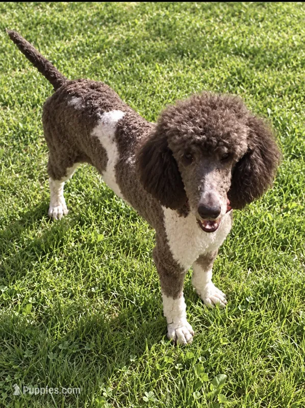Fluffy – Poodle - Multi-Colored Standard puppy for sale in Carthage, MS