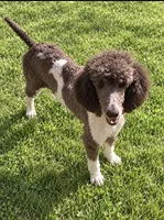 Fluffy, a female Poodle - Multi-Colored Standard for sale in Carthage, MS – 1 of 2